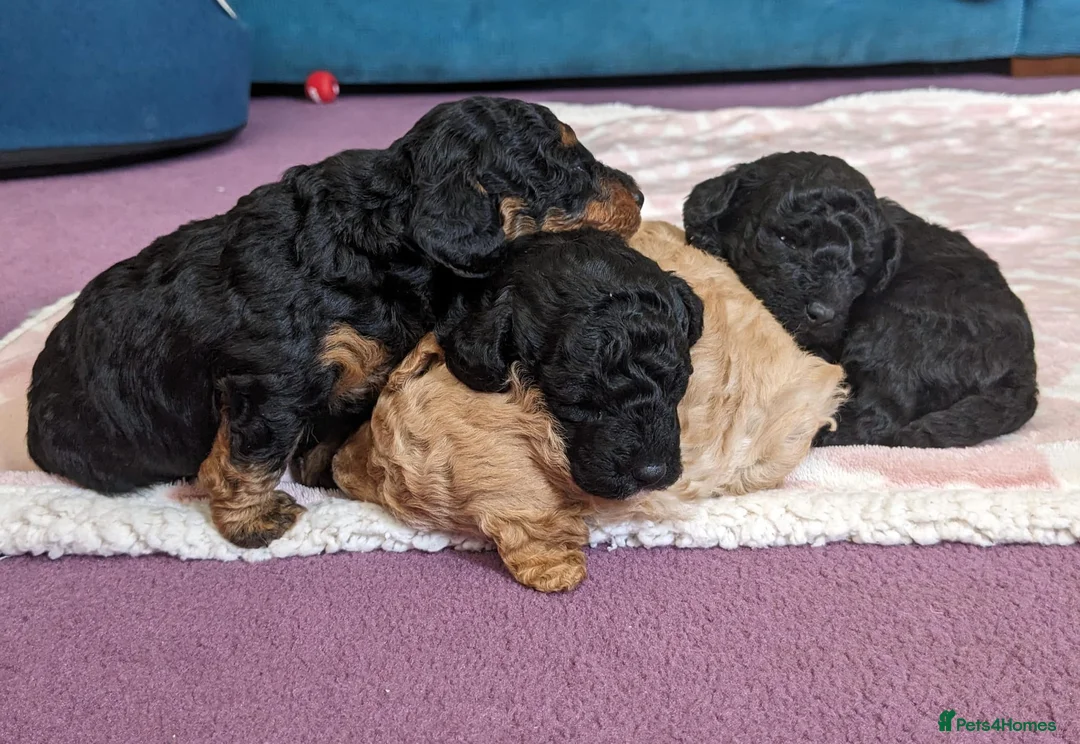 Toy Poodle dogs for stud: *STUD* Gorgeous KC Registered Toy Poodle in Manchester - Advert 20