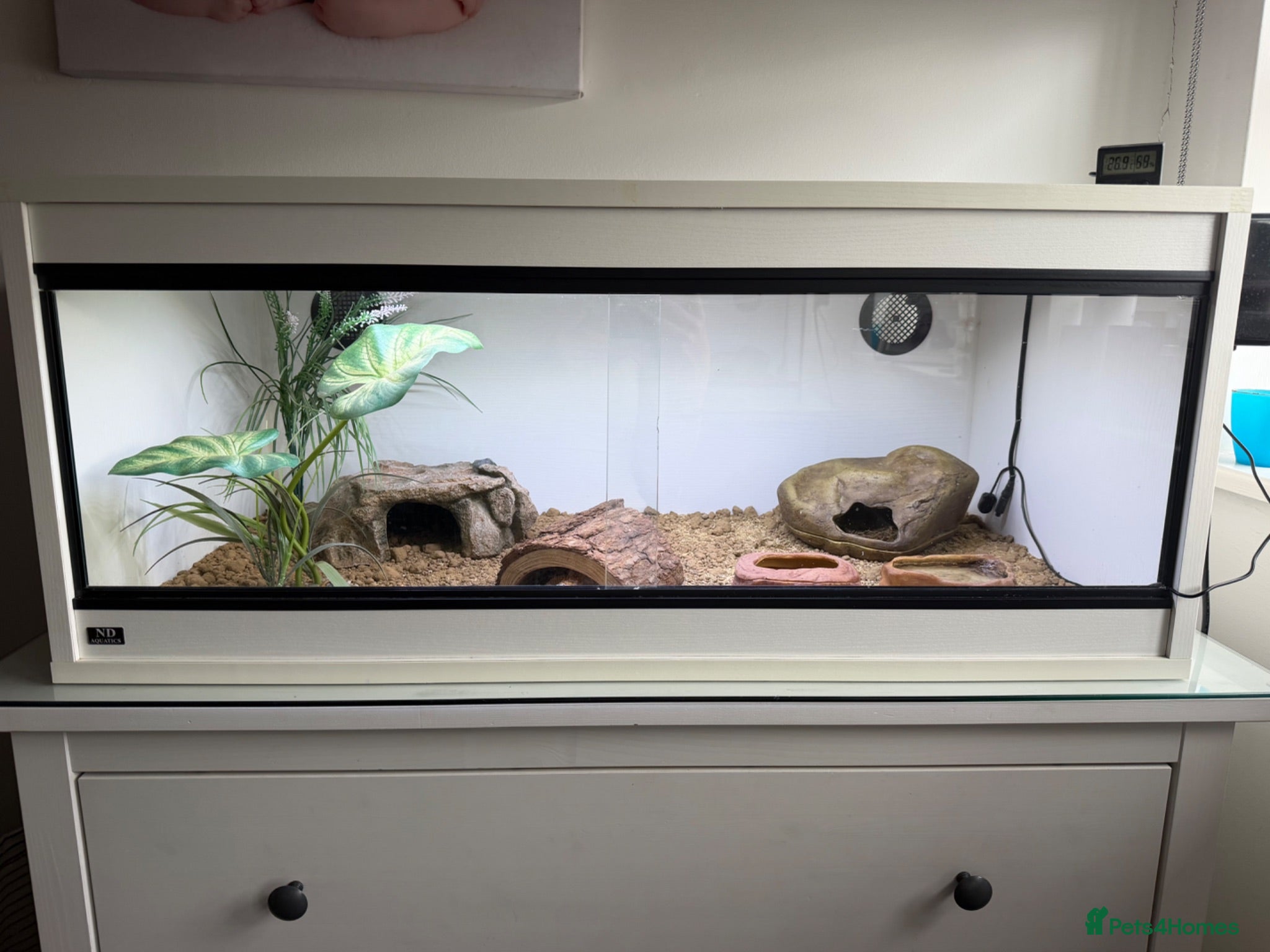 Leopard Gecko reptiles Female Leopard Gecko with Full Setup  - Advert 2