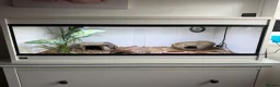Leopard Gecko reptiles for sale: Female Leopard Gecko with Full Setup  in Petersfield - Advert 2
