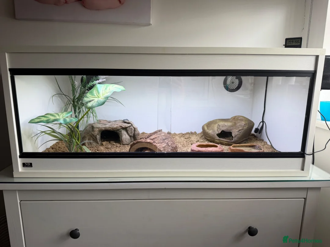 Leopard Gecko reptiles for sale: Female Leopard Gecko with Full Setup  in Petersfield - Advert 2