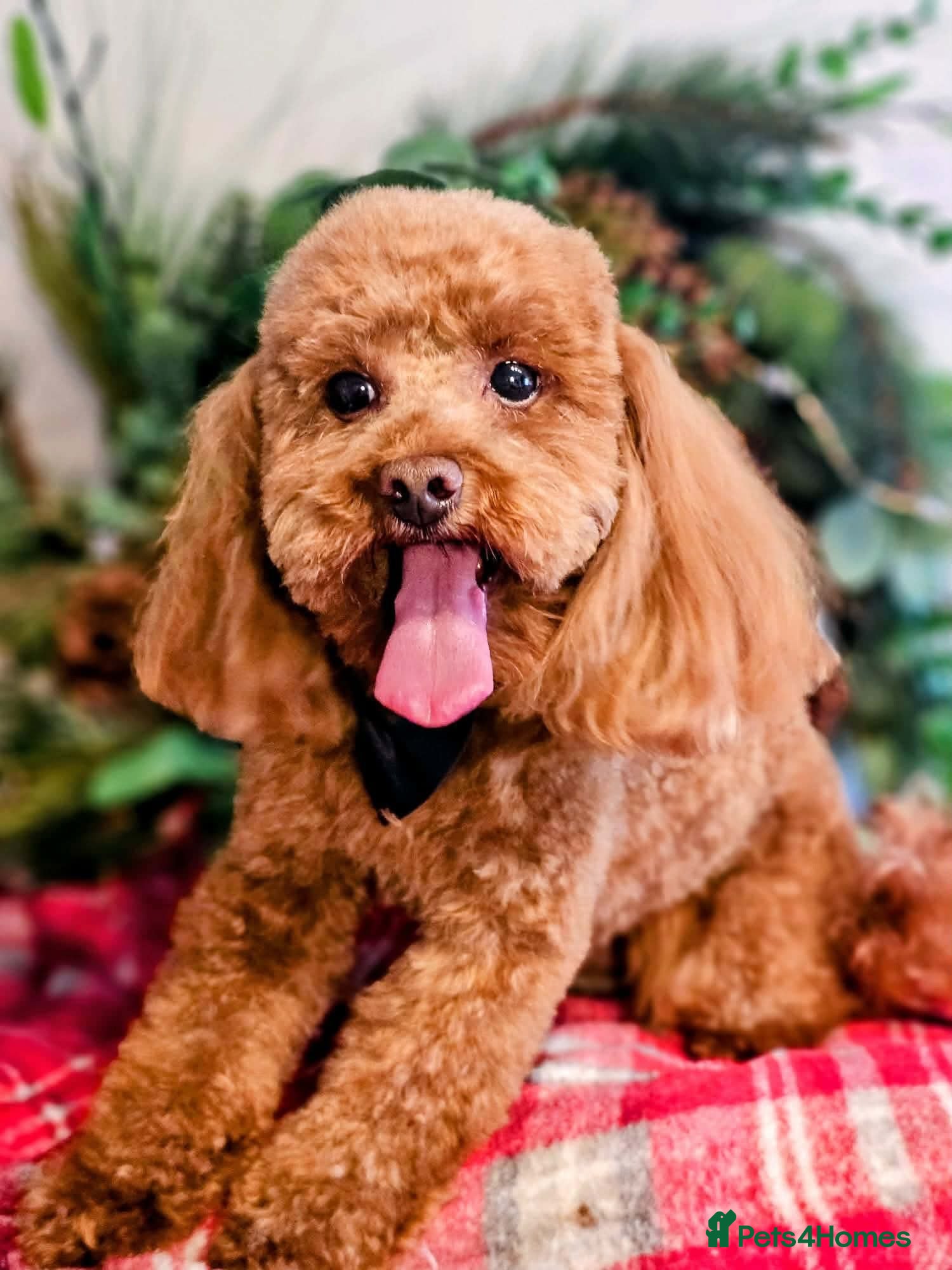Toy Poodle dogs Stunning red poodle for stud - Advert 3