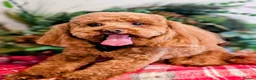 Toy Poodle dogs for stud: Stunning red poodle for stud - Advert 1