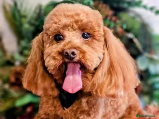 Toy Poodle dogs Stunning red poodle for stud - Advert 1