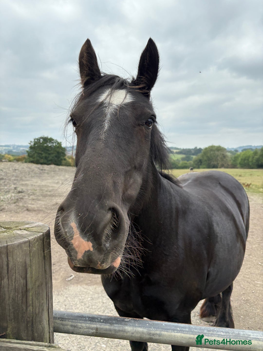 Other Breed horses for sale: Dales x Cob for sale - Image 2