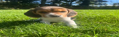 Beagle 4