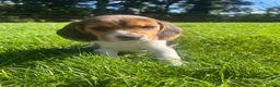 Beagle dogs for sale: Beautiful Pedigree Beagle Puppies, Ready Now  - Advert 8