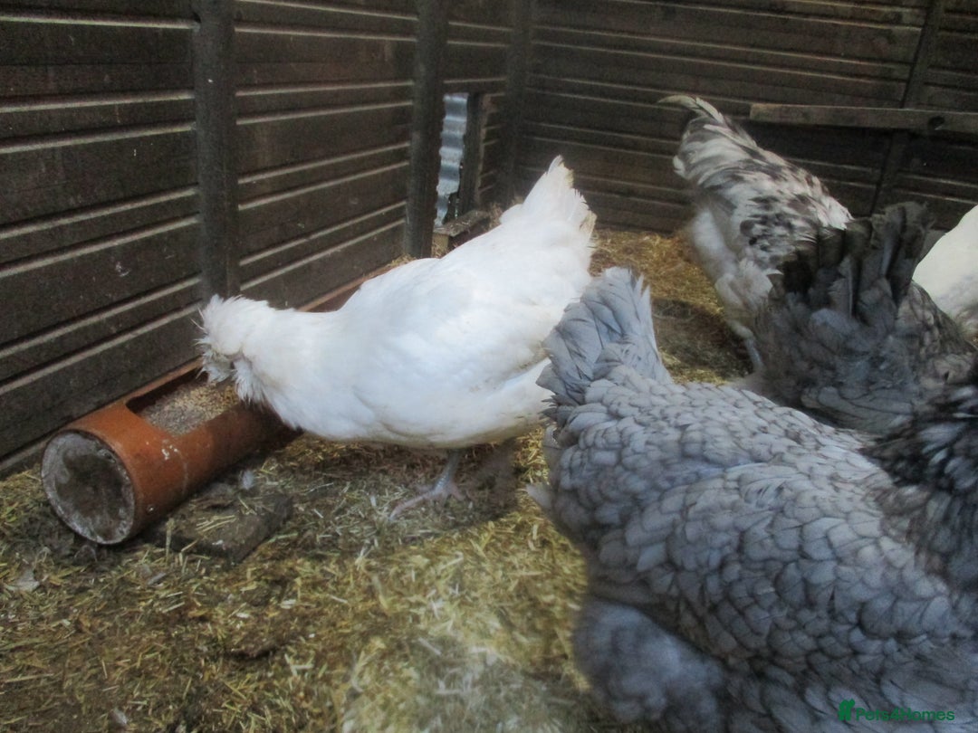 Hens poultry for sale: Trio, Blue/Splash Araucana ( blue/green eggs) - Advert 2