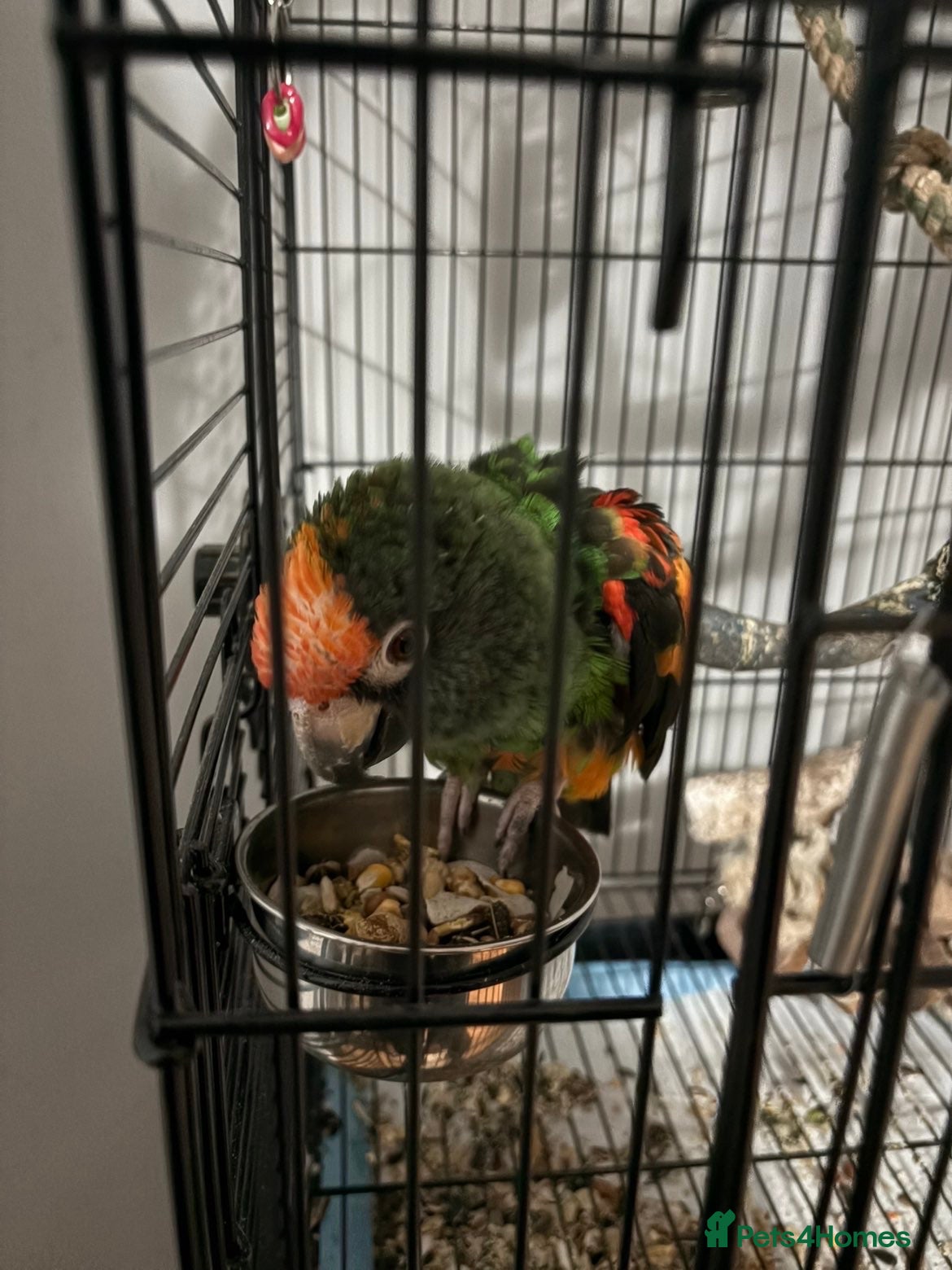 Parrots birds Jardine parrot - Advert 1