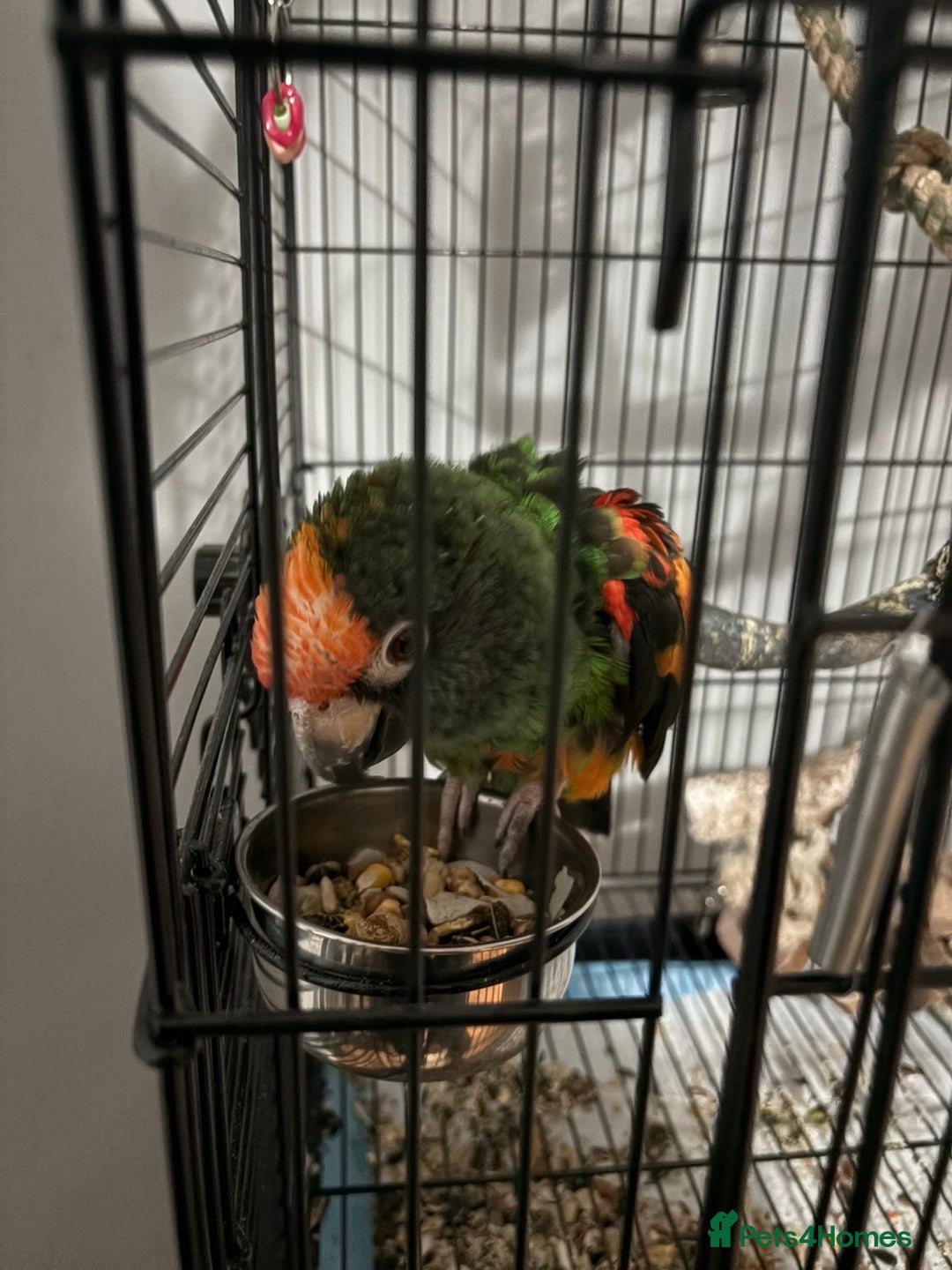 Parrots birds for sale: Jardine parrot - Advert 1