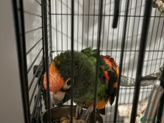 Parrots birds Jardine parrot - Advert 6