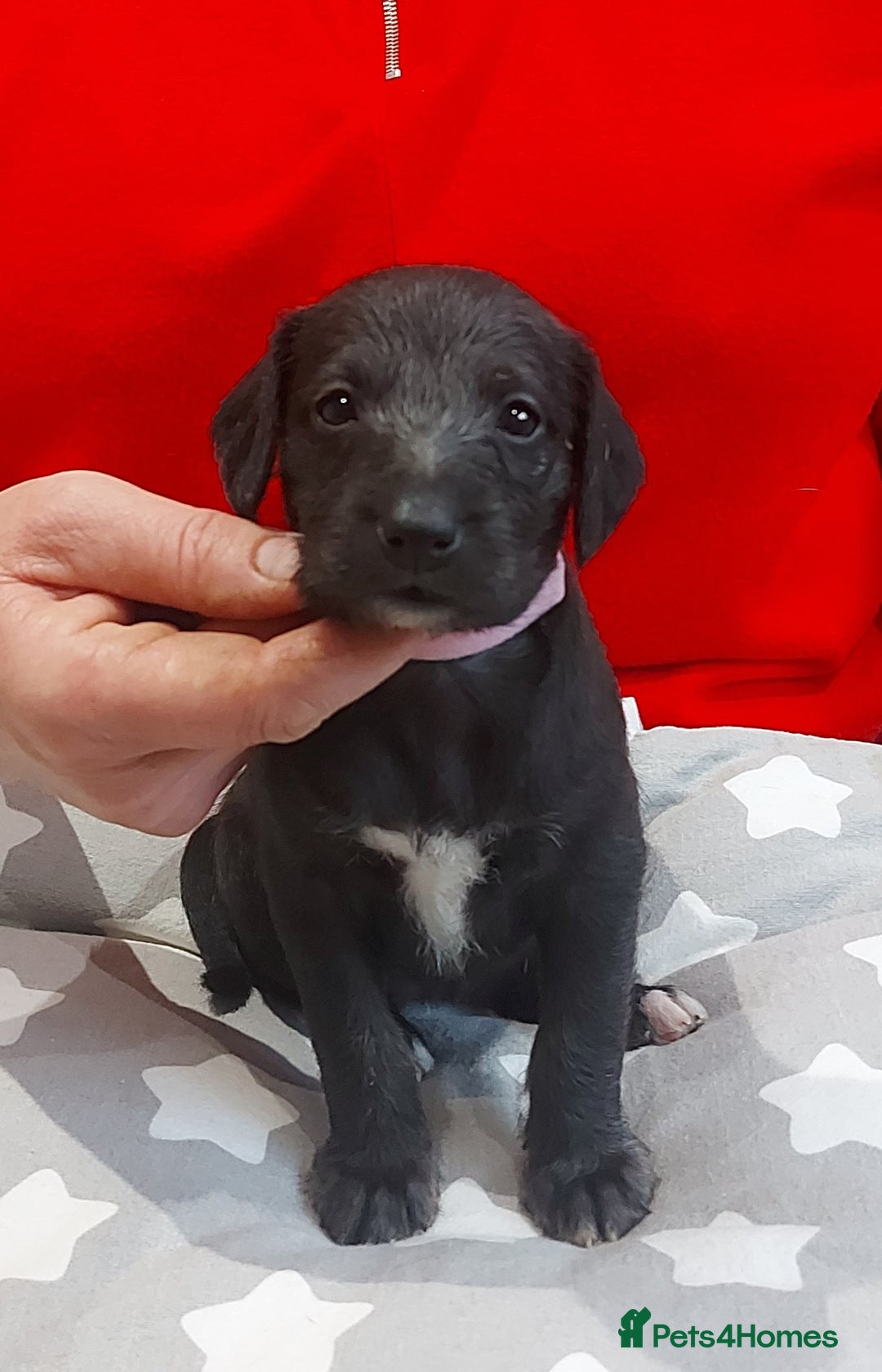 Mixed Breed dogs for sale: Gorgeous first cross Beddlington Whippet pups. - Advert 4