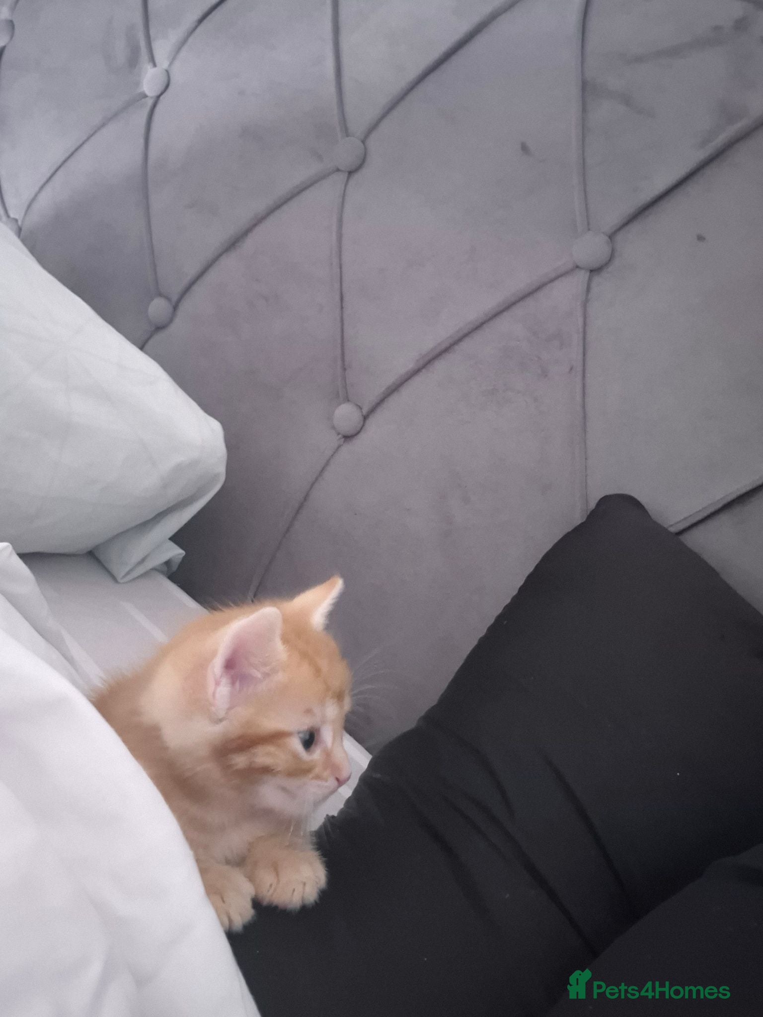 Mixed Breed cats Please read description!! 3 adorable - Advert 3