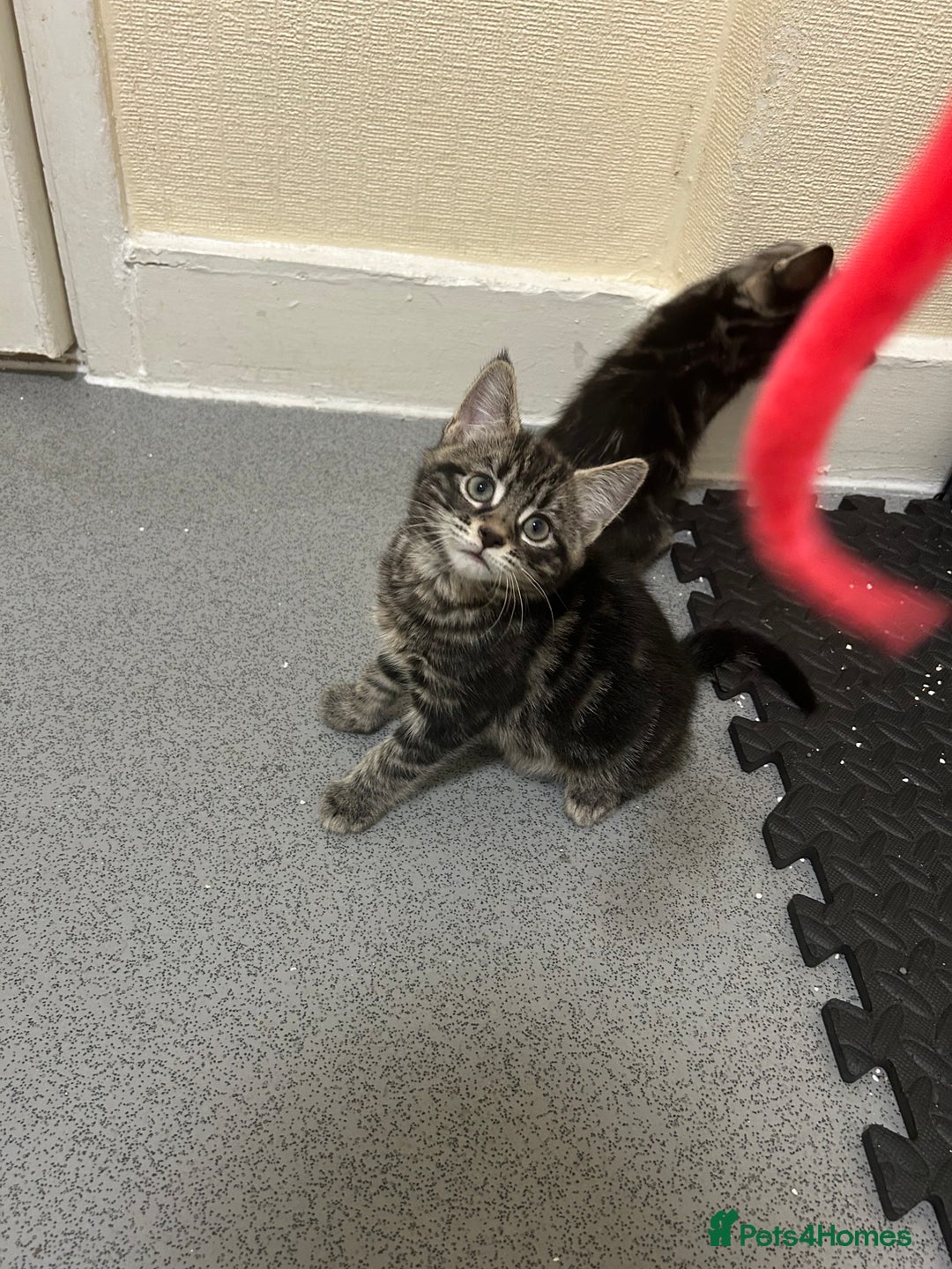 Mixed Breed cats for sale: 2 beautiful playful boys. Stunning tabby markings - Advert 10