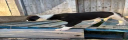 Lurcher dogs for sale: Lurcher puppies in Chesterfield - Advert 5
