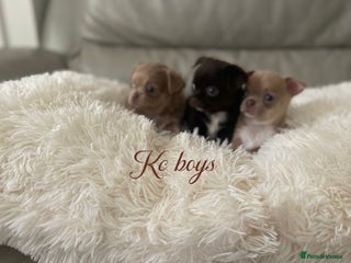 Chihuahua dogs KC Reg Chihuahuas 3 Boys/1 Girl Short & Long coat - Advert 2