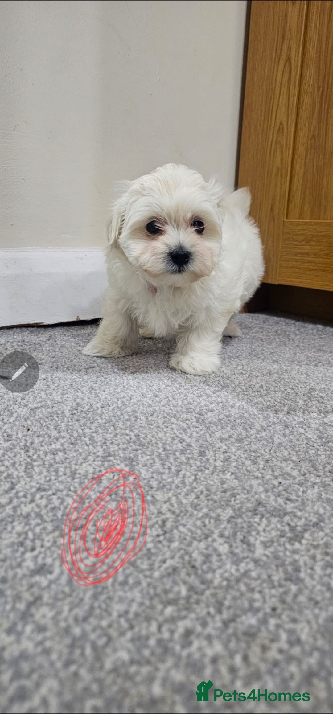 Maltese dogs for sale: Maltese puppies  - Advert 12