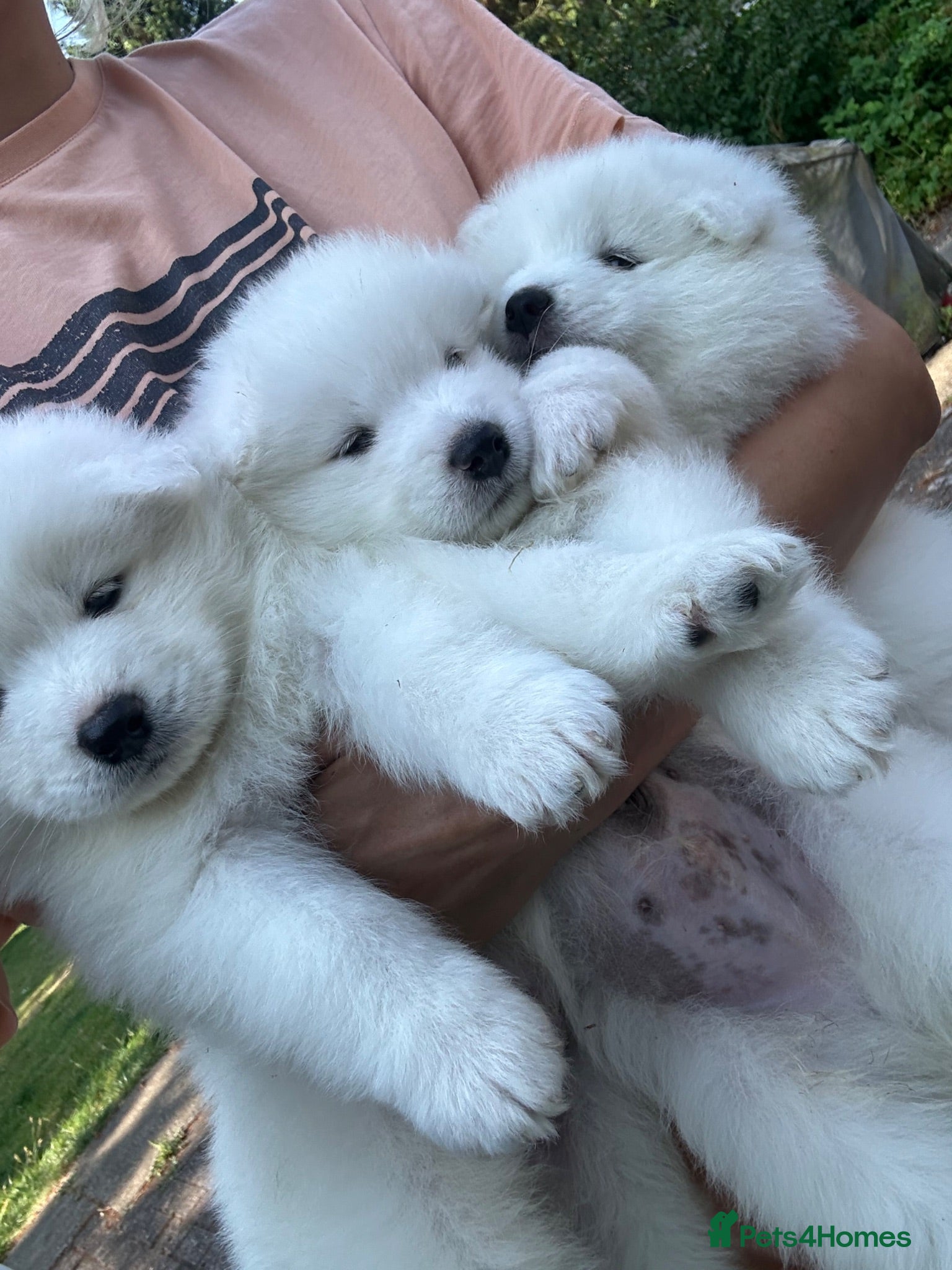 Samoyed dogs     Adorable Samoyed Puppies Looking for 5★ Homes - Advert 2