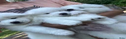 Samoyed dogs for sale:     Adorable Samoyed Puppies Looking for 5★ Homes - Advert 1