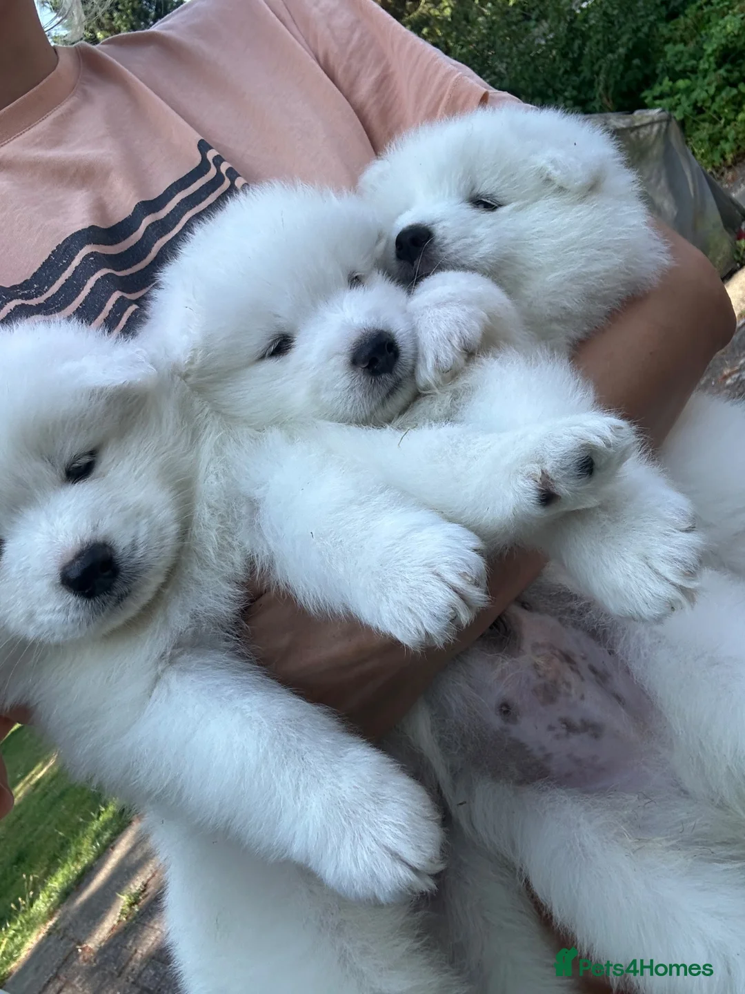 Samoyed dogs for sale:     Adorable Samoyed Puppies Looking for 5★ Homes - Advert 1