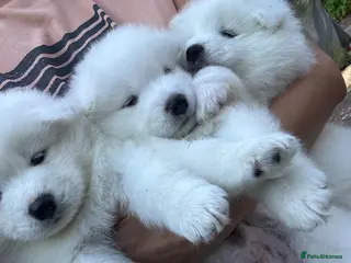 Samoyed dogs Adorable Samoyed Puppies Looking for 5★ Homes - Advert 11