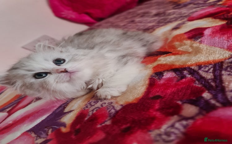 Siberian cats - Advert 2