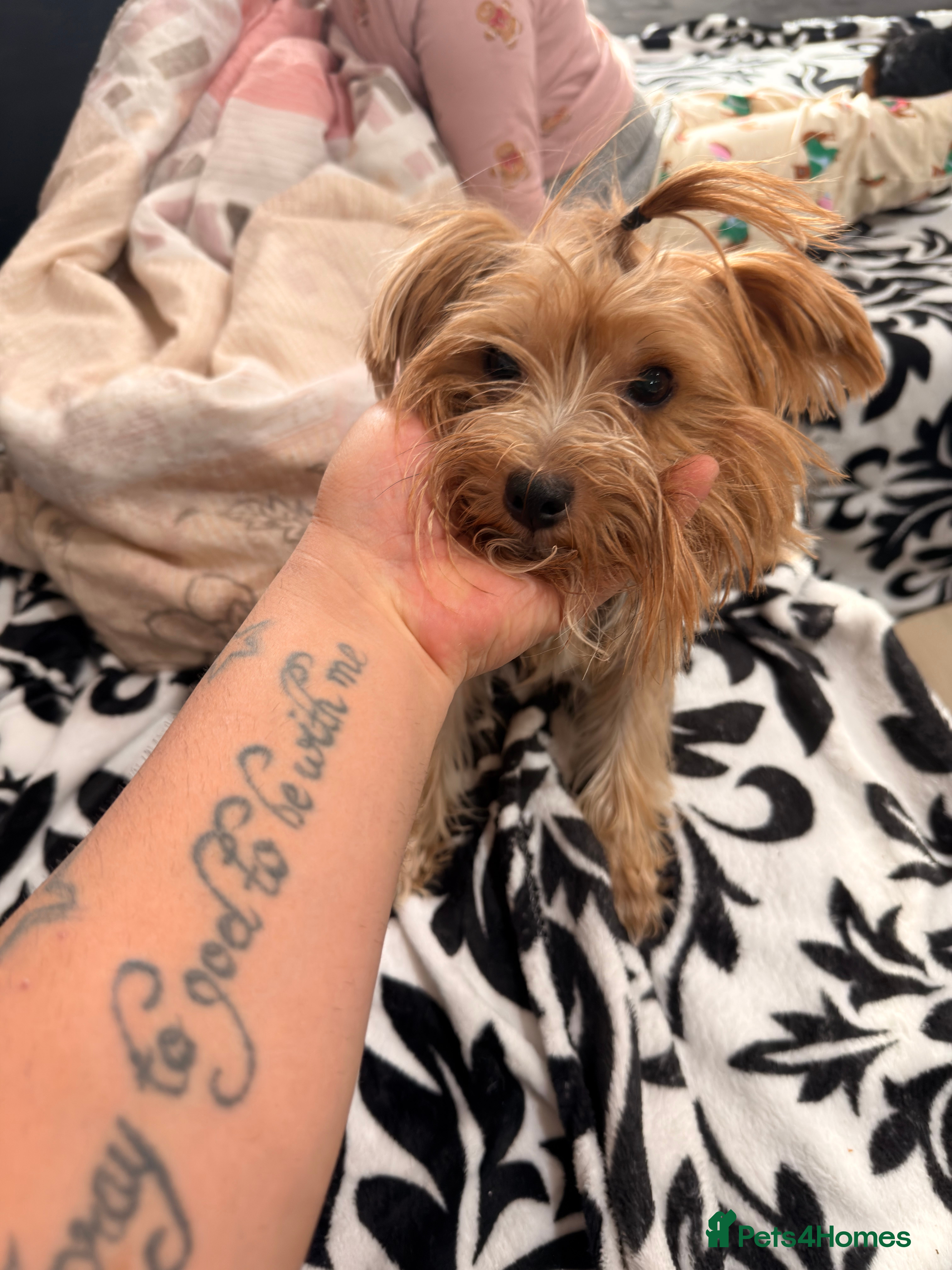 Yorkshire Terrier dogs Yorkshire Terrier Puppy ONLY ONE 1 FEMALE - Advert 10