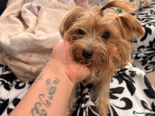 Yorkshire Terrier dogs Yorkshire Terrier Puppy ONLY ONE 1 FEMALE - Advert 3