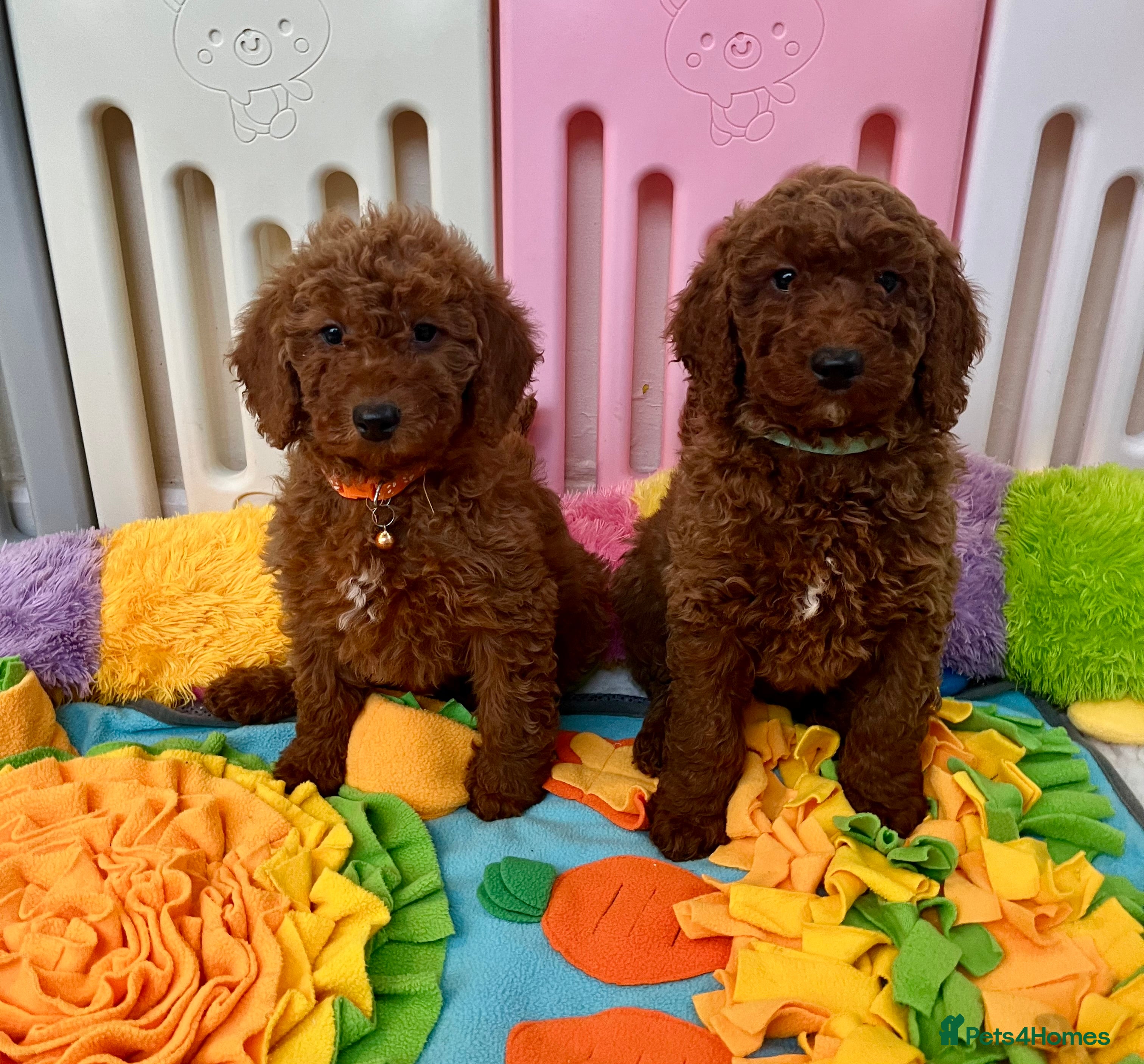 Goldendoodle dogs multigenerational Australian Golden doubledoodles - Advert 1