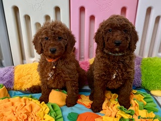 Goldendoodle dogs multigenerational Australian Golden doubledoodles - Advert 6