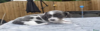 Miniature Dachshund 4