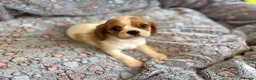 Cavalier King Charles Spaniel dogs for sale: Ruby&blenheim puppies  - Advert 9