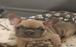 French Bulldog dogs for sale: Beautiful french bulldog puppies  - Image 19
