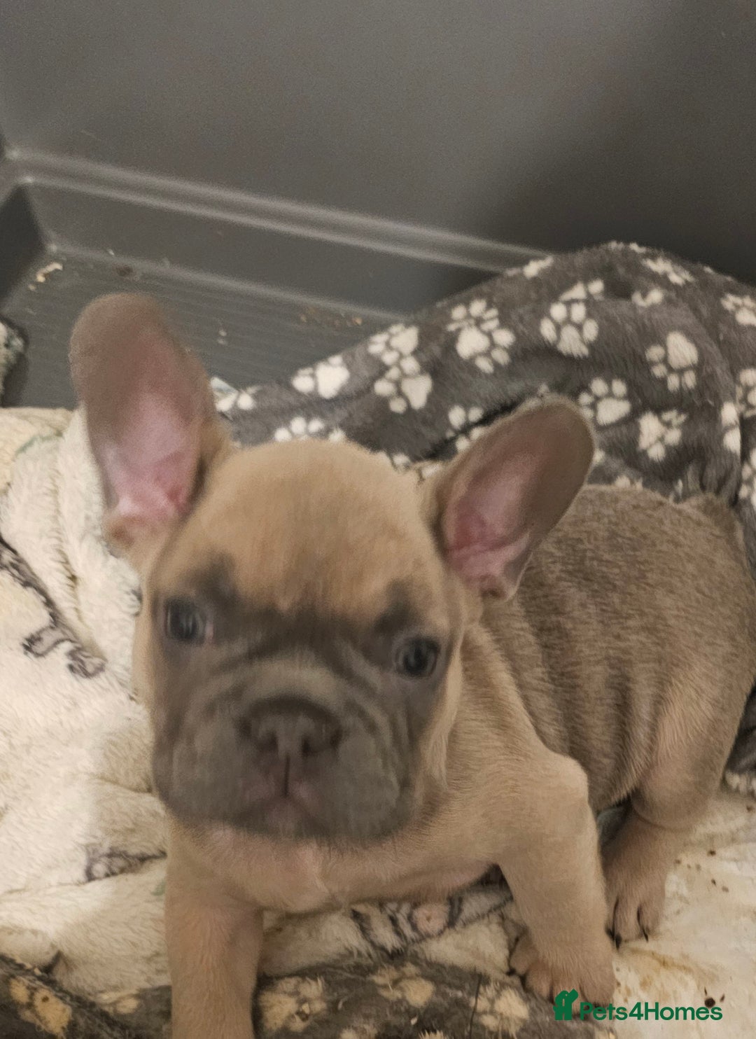 French Bulldog dogs for sale: Beautiful french bulldog puppies  - Image 19