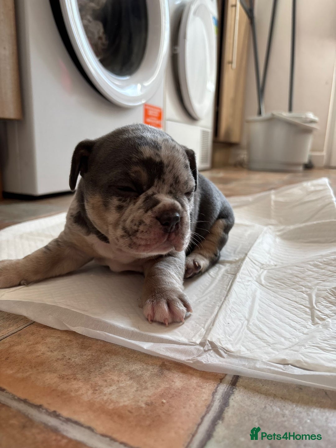 Mixed Breed dogs for sale: French bulldog cross pocket bully puppies  - Image 6