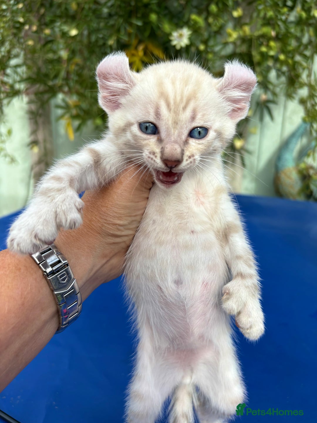 Keetso cats for sale: Gob smacking curled eared polydactyl male  - Image 23