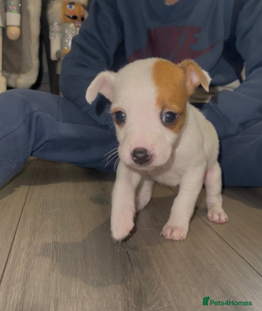 Jack Russell dogs for sale: READY NOW! OutstandingJack Russell puppies - Advert 23