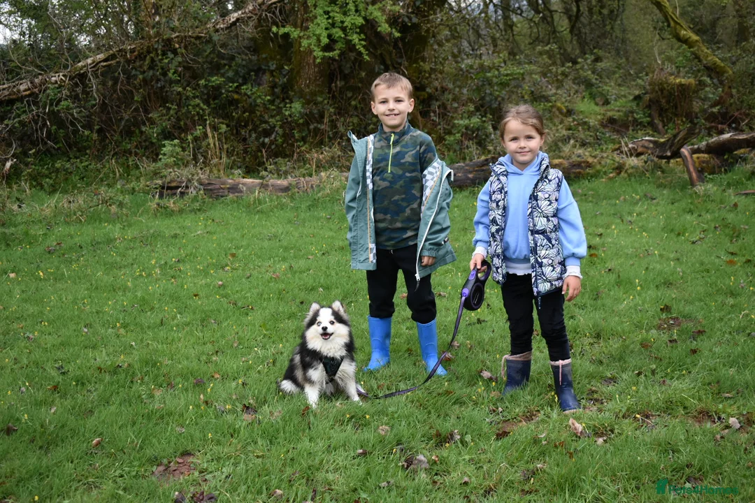 Pomsky dogs for sale: Stunning Pomsky puppies from health tested parents - Advert 37