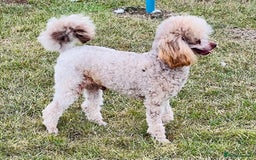Toy Poodle dogs for stud: KC Toy Poodle Stud  in Corby - Image 4