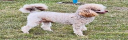 Toy Poodle dogs for stud: KC Toy Poodle Stud  in Corby - Advert 5