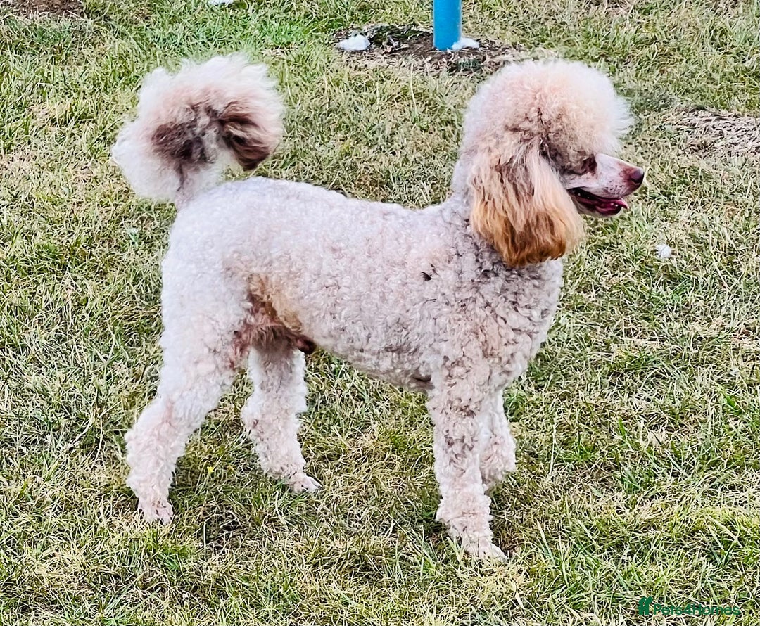 Toy Poodle dogs for stud: KC Toy Poodle Stud  in Corby - Image 4