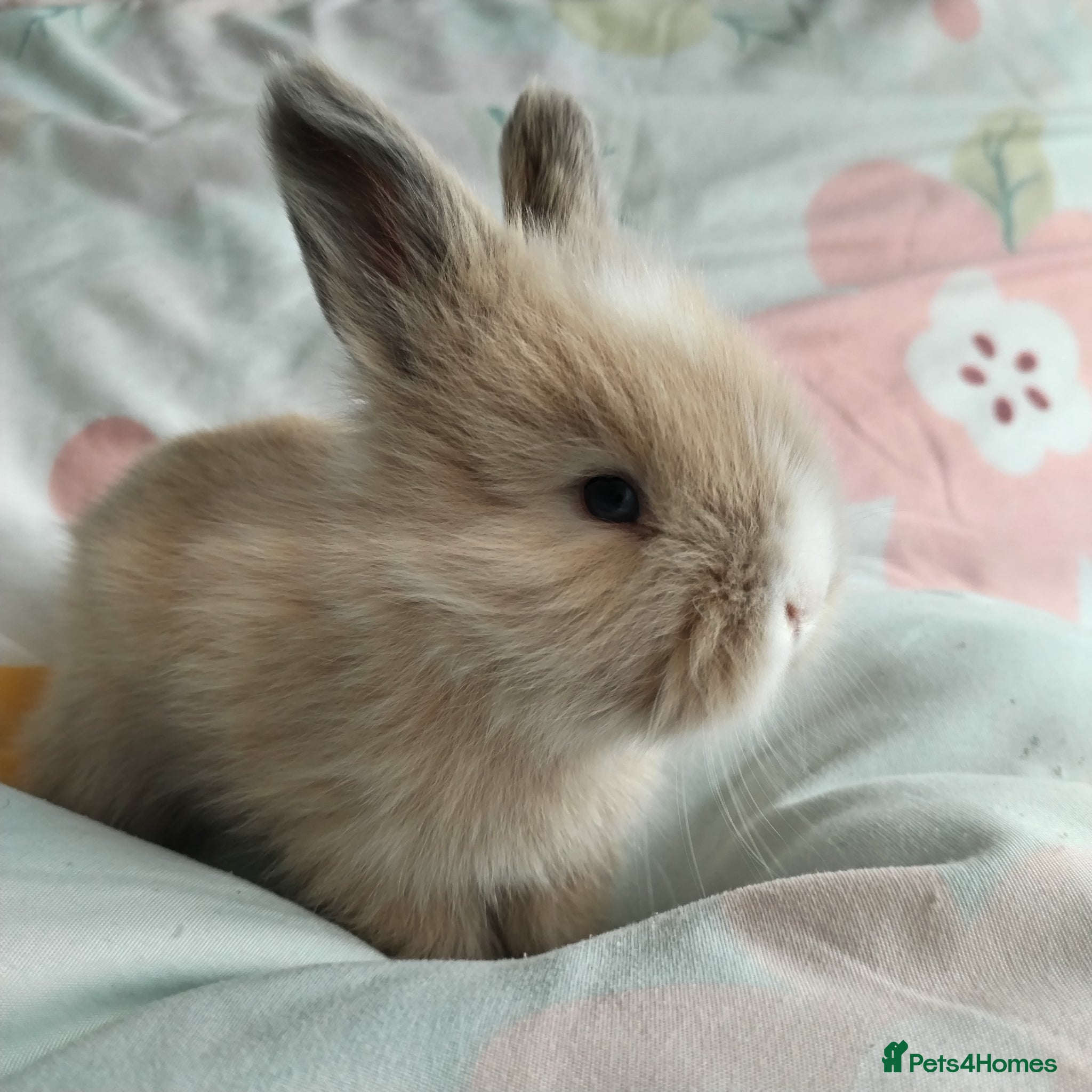 Angora rabbits English Angora Full Faced - Advert 4