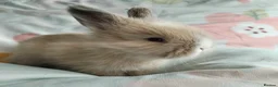 Angora rabbits for sale: English Angora Full Faced - Advert 6