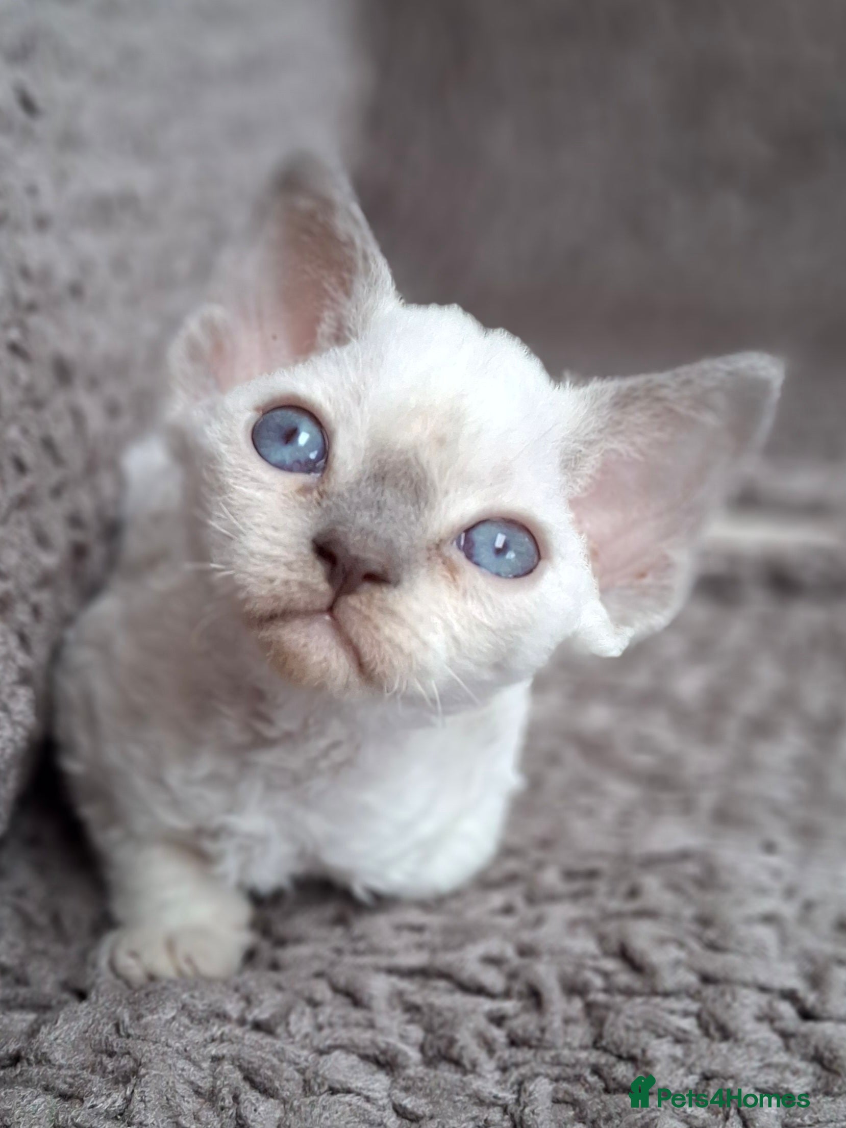 Devon Rex cats 🌸 Wonderful Devon Rex Kittens FIFE registered  🌸 - Advert 1