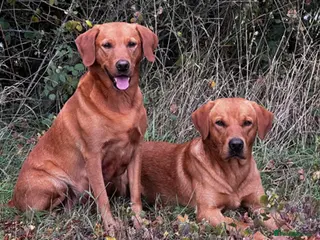 Labrador Retriever dogs **Fox Red Labrador for Stud** - Advert 1