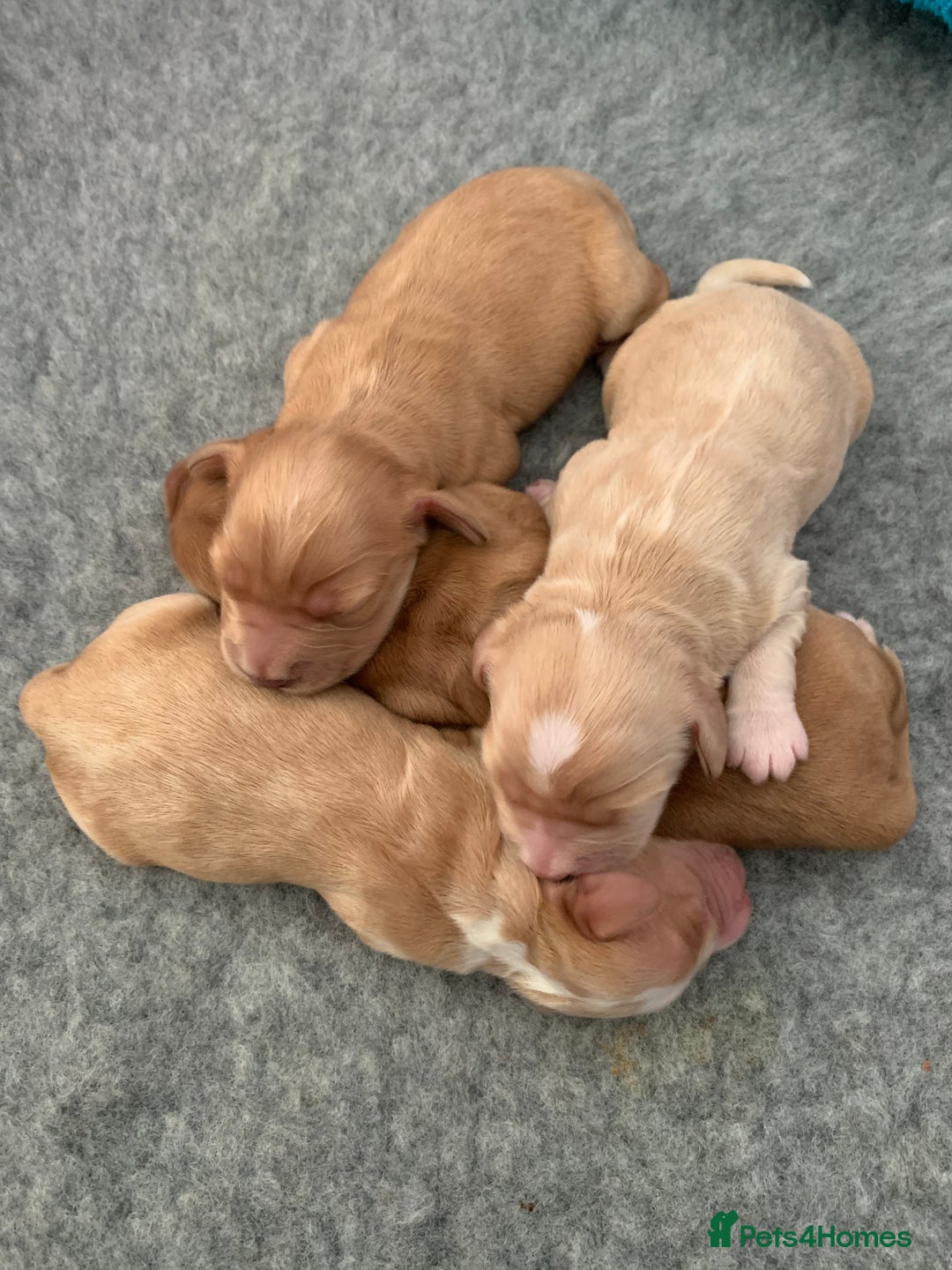 Cocker Spaniel dogs for sale: Working Cocker Spaniel Puppies  - Advert 9