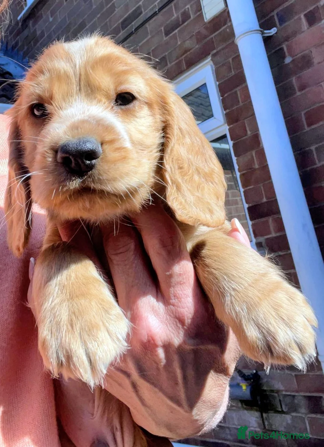 Cocker Spaniel dogs for sale: Terrific Cocker spaniels  in Newark - Advert 1