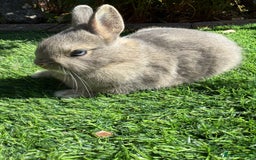 Netherland Dwarf rabbits for sale: Netherland Dwarf  - Image 3