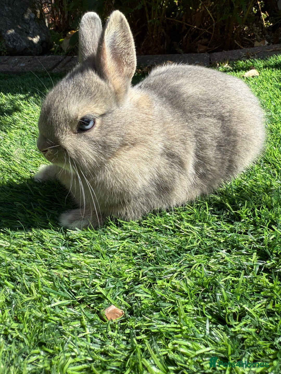 Netherland Dwarf rabbits for sale: Netherland Dwarf  - Image 3