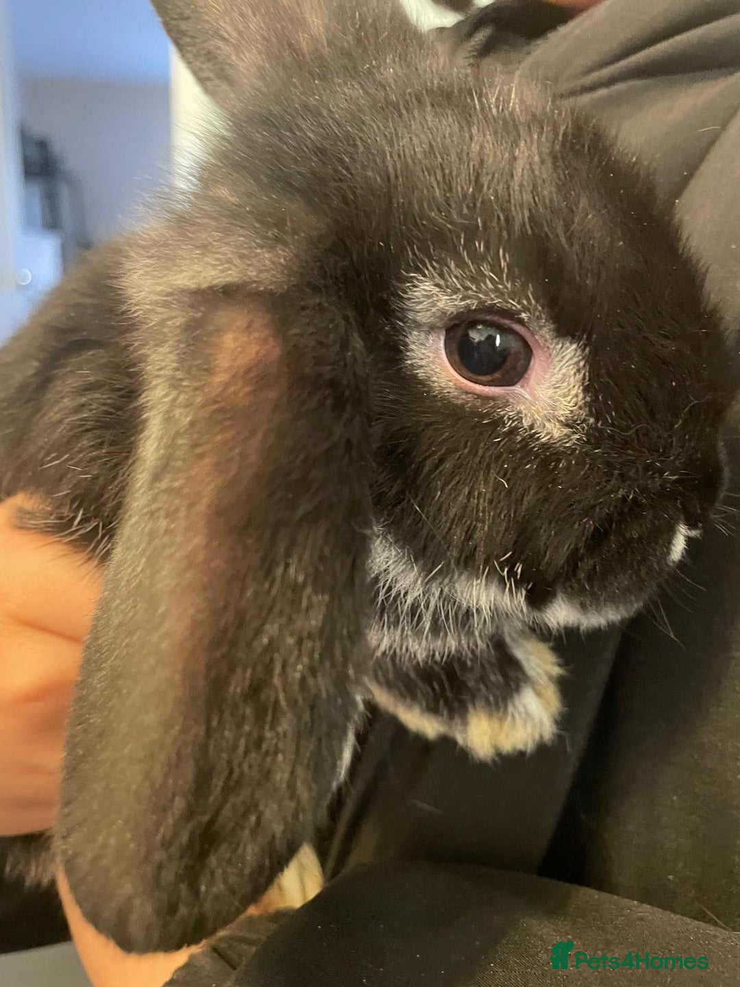 Mini Lop rabbits for sale: Ready to go mini lop - Advert 14