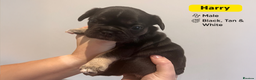 French Bulldog dogs for sale: Stunning KC Registered French Bulldog Puppies - Advert 7